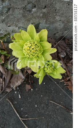 北國發現的感受到春天到來的款冬芽 88558117