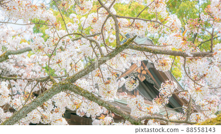 上野公園的櫻花 上野公園的櫻花 88558143