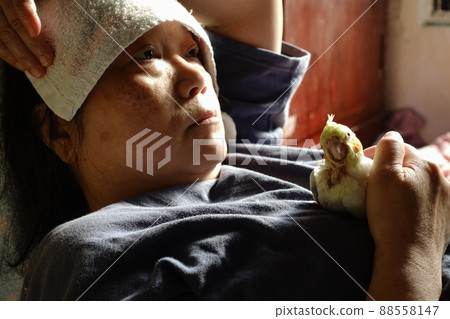 飼養寵物 飼養寵物 88558147