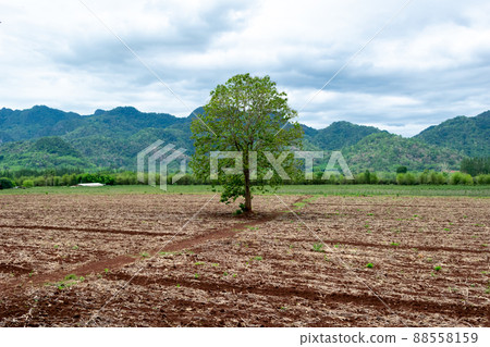 prepare the planting ground farm cassava 88558159