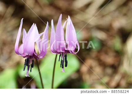 Katakuri (Kataguri) at its best 88558224