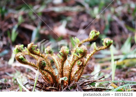 Brown hairy Osmunda jartoniana Brown hairy Osmunda jartoniana 88558228