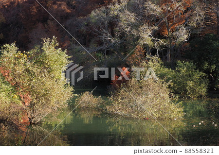 光明池的早晨水面和樹木 88558321
