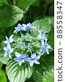 Hydrangea Mikatayae flower 88558347
