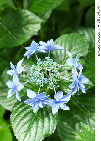 Hydrangea Mikatayae flower 88558347