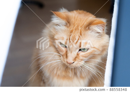 A staring cat, a tea tabby cat A staring cat, a tea tabby cat 88558348