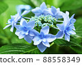 Hydrangea Mikatayae flower 88558349