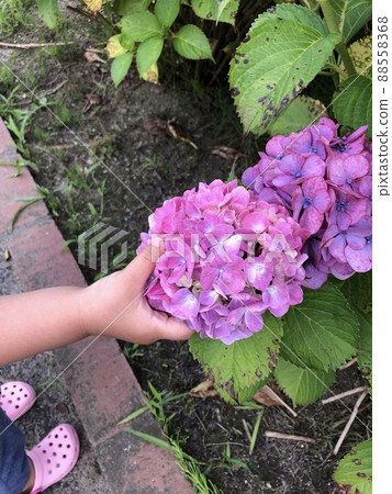 A photo of a 2-year-old daughter touching a pink hydrangea with her hands, hydrangea and feet moving 88558368