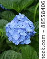 Blue hydrangea flowers 88558406