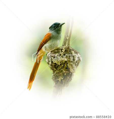 Female Oriental Paradise-flycatcher perching on its nest looking into a distance Female Oriental Paradise-flycatcher perching on its nest looking into a distance 88558410