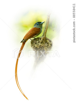 Male Oriental Paradise-flycatcher perching on its nest looking into a distance 88558411