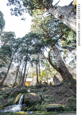 泉水源今木神社和天然杉木瀑布源頭水源秋田縣 泉水源今木神社和天然杉木瀑布源頭水源秋田縣 88558431