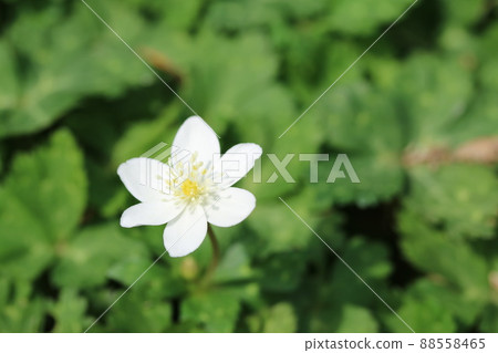 Nirinsou(兩輪草)雄蕊的海葵很漂亮! Nirinsou(兩輪草)雄蕊的海葵很漂亮! 88558465
