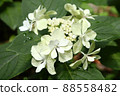 Hydrangea Posey Puke Nana Flower Rain Dew 88558482