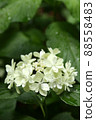 Hydrangea Posey Puke Nana Flower Rain Dew 88558483