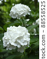 Hydrangea white diamond white flower 88558525