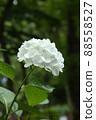 Hydrangea white diamond white flower 88558527