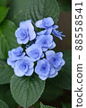 Hydrangea fairy eye flower 88558541