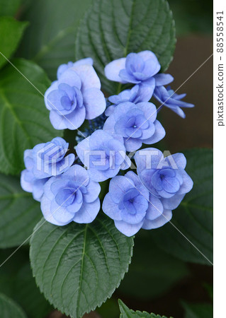 繡球花仙女眼花 88558541