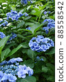 Hydrangea fairy eye flower 88558542