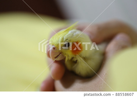 Cockatiel Cockatiel 88558607