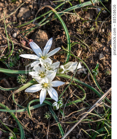 First flower white Ornithogalum fimbriatum in spring First flower white Ornithogalum fimbriatum in spring 88558616