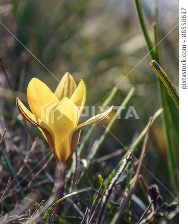 Yellow Crocus susianus flower Yellow Crocus susianus flower 88558617