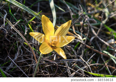 Yellow Crocus susianus flower Yellow Crocus susianus flower 88558618