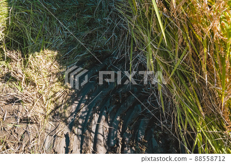 Rice reaping Rice reaping 88558712