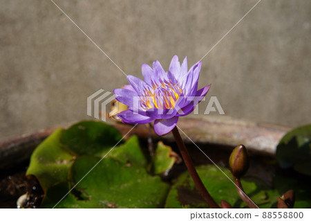 睡蓮 88558800
