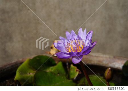 睡蓮 88558801