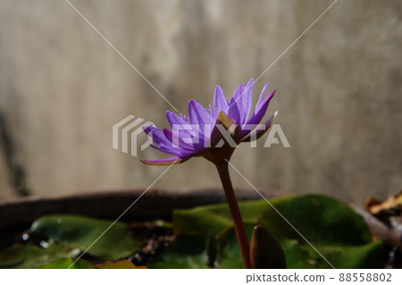 睡蓮 睡蓮 88558802