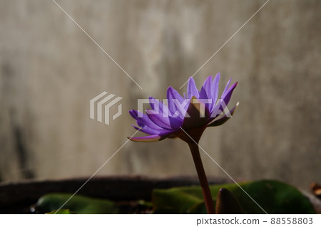 睡蓮 睡蓮 88558803