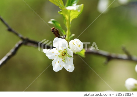 This is the flower of Yamanashi! This is the flower of Yamanashi! 88558824