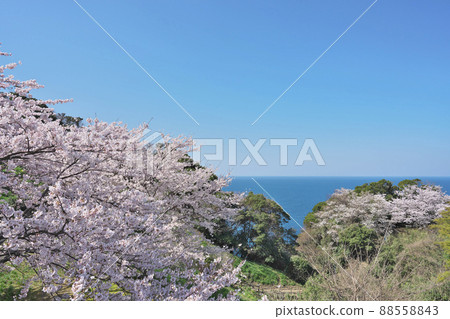Cherry blossoms at Cape Echizen 88558843
