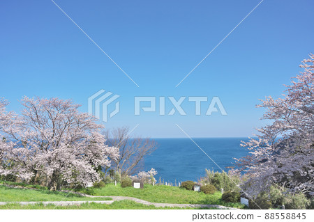 Cherry blossoms at Cape Echizen Cherry blossoms at Cape Echizen 88558845