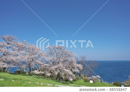 越前岬的櫻花 88558847