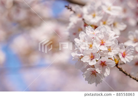 公園裡盛開的春花櫻花特寫 88558863