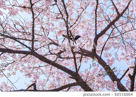 公園裡盛開的春花櫻花特寫 公園裡盛開的春花櫻花特寫 88558864