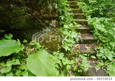 苔蘚樓梯（北海道） 88559014