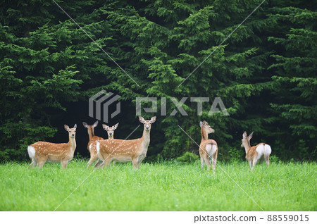 我在森林裡遇到的一群梅花鹿（北海道） 88559015