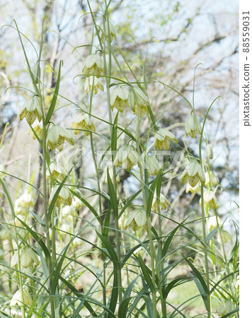 比莫索 比莫索 88559031