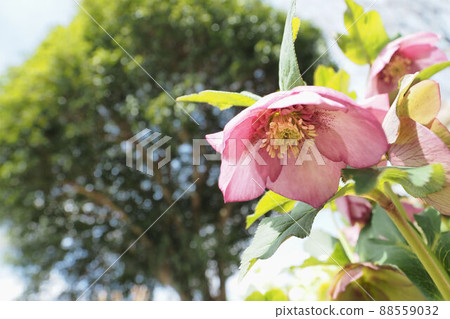 聖誕節玫瑰 88559032