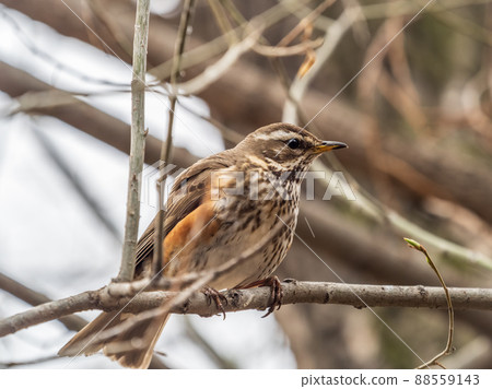 Wood bird Redwing, Turdus iliacus, sits on tree branch 88559143