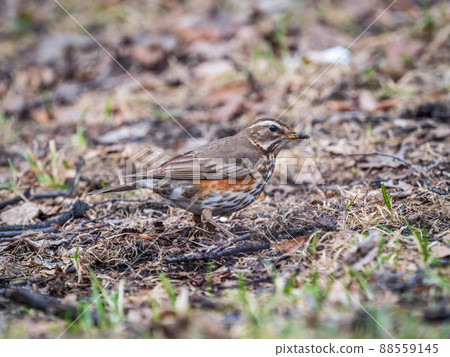 Wood bird Redwing, Turdus iliacus, on a sprng lawn. Wood bird Redwing, Turdus iliacus, on a sprng lawn. 88559145
