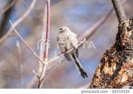 European long-tailed tit, latin name Aegithalos caudatus. A bird sitting on a branch in a deciduous forest. 88559185