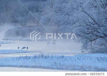 Tan-Chou's roost surrounded by ice (Hokkaido · Tsurui) 88559273