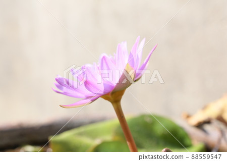 blue water lily 88559547