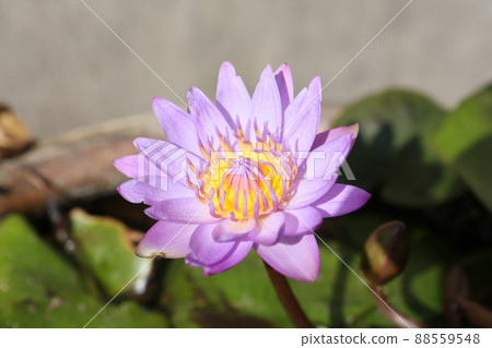 blue water lily 88559548