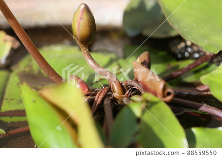 blue water lily 88559550